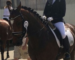 dressage horse Royal Farouche (Oldenburg, 2002, from Royal Diamond)