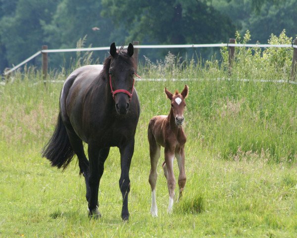 broodmare Silent Emotion (Westphalian, 2013, from Serafino 32)