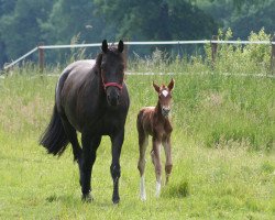 broodmare Silent Emotion (Westphalian, 2013, from Serafino 32)