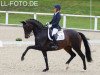 broodmare Schoene Scarlett FRH (Hanoverian, 2013, from Scolari)