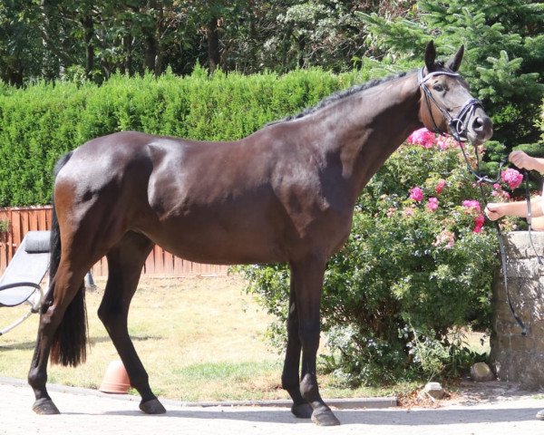 broodmare Très Chic (Trakehner, 2017, from Schwarzgold)