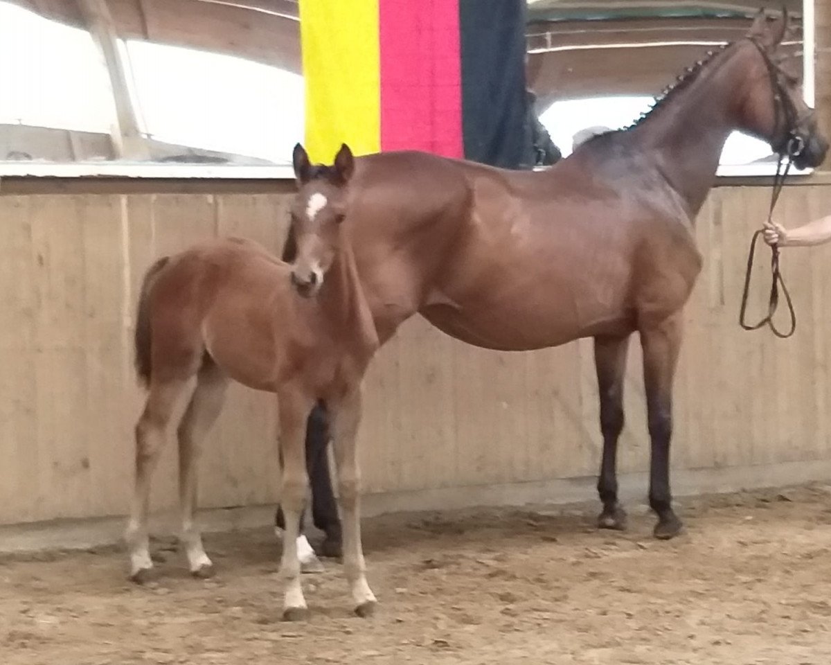 dressage horse Sandiego (German Warmblood, 2020, from Sommertraum)