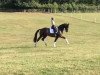 dressage horse Badal (Rhinelander, 2011, from Boston)