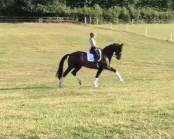 dressage horse Badal (Rhinelander, 2011, from Boston)