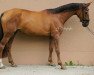 dressage horse TI Quality (German Warmblood, 2014, from DSP Quasi Gold Md)