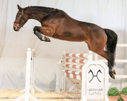 dressage horse Valegra von Bo (Hanoverian, 2013, from Viscount 22)