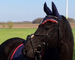 broodmare Ruby's Proud (Rhinelander, 2002, from Rubiloh)