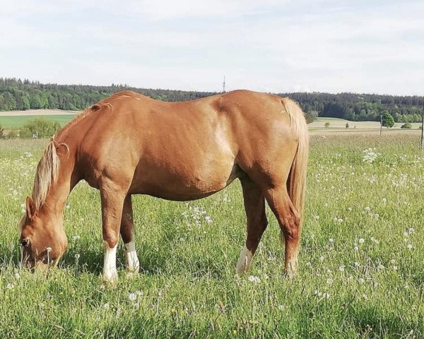 Zuchtstute Lady Cordena (Oldenburger, 2003, von Cordalme Z)