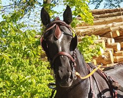 Zuchtstute Jamaika (Sächs.-Thür. Schweres Warmbl., 2011, von Carlos)