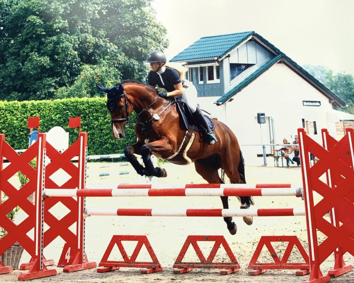 jumper Florinello (Westphalian, 2010, from Florenciano 6)