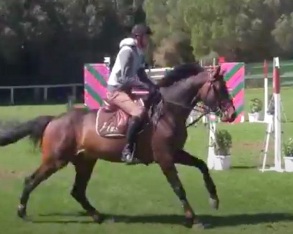 stallion Quanon de Hus (Holsteiner, 2008, from Quidam de Revel)