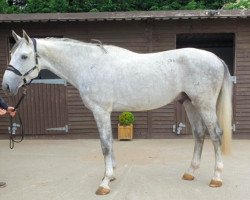 stallion Bryngwyn Champagne Charlie (Westphalian, 2014, from Quidam de Revel)