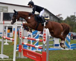 Springpferd Ronja H (Deutsches Reitpony, 2013, von Rex the Robber)