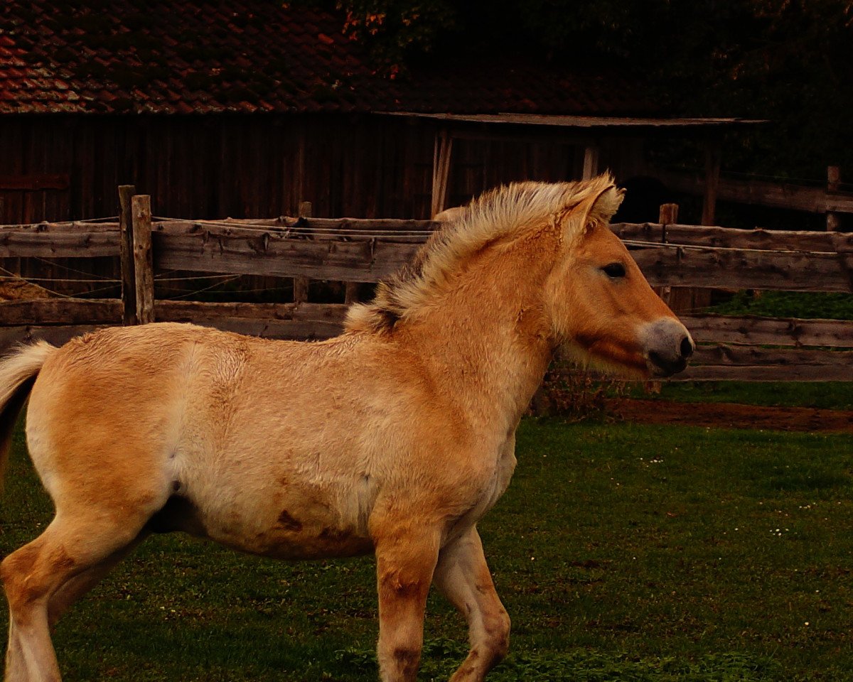 horse Michl HW (Fjord Horse, 2020, from Magne)