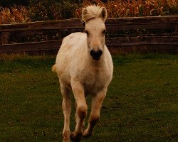 Pferd Nordwind (Fjordpferd, 2020, von Hisco)