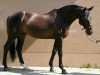 stallion Lokito (Hanoverian, 2011, from Likoto xx)