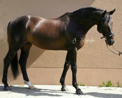 stallion Lokito (Hanoverian, 2011, from Likoto xx)