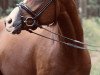 dressage horse Oakland's Nemo Star (German Riding Pony, 2015, from Fs Numero Uno)