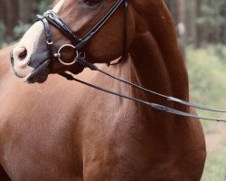 dressage horse Oakland's Nemo Star (German Riding Pony, 2015, from Fs Numero Uno)