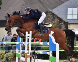 broodmare Tess de Favi (Selle Français, 2007, from Korto Maltese)