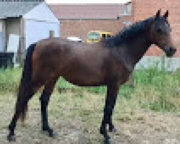 dressage horse A Optima T (German Riding Pony, 2019, from Oops)