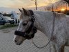 dressage horse Nikita 393 (German Warmblood, 2005)