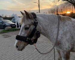 dressage horse Nikita 393 (German Warmblood, 2005)