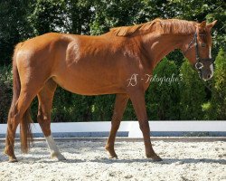 dressage horse TI Secret Star (German Sport Horse, 2014, from Sir Fidergold)