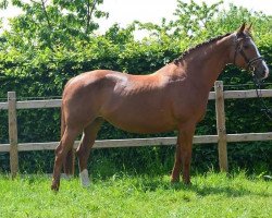 broodmare Bolonia (Bavarian, 2004, from Pour Plaisir 2)