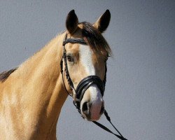 dressage horse TI Championess de Luxe (German Riding Pony, 2014, from FS Champion de Luxe)