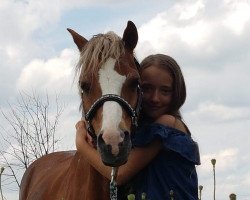 dressage horse Flaristano (Welsh-Pony (Section B), 2002)