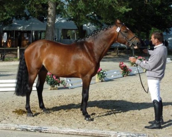 stallion Quilvaro de Lyr (Selle Français, 2004, from Calvaro Z)