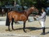 stallion Quilvaro de Lyr (Selle Français, 2004, from Calvaro Z)