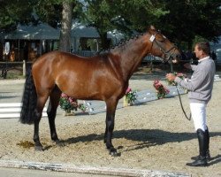 stallion Quilvaro de Lyr (Selle Français, 2004, from Calvaro Z)