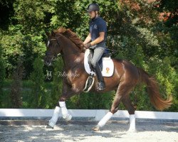 jumper Ti First Lady (German Sport Horse, 2013, from Fuechtels Floriscount OLD)