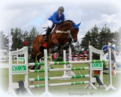 broodmare Bella Balduina (Holsteiner, 2009, from Nekton)