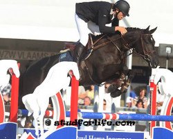 broodmare G And C Carmella (Selle Français, 2006, from Indoctro)