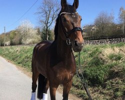 dressage horse Breitlings Best (Hanoverian, 2014, from Breitling W)