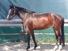 dressage horse Falina 37 (Hanoverian, 2015, from Fürstenhof)