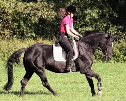 broodmare Felicitas (Hessian Warmblood, 2002, from Flammengold)