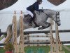 dressage horse Bounty du Milon (Connemara Pony, 2011, from Oison du Milon)