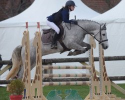 dressage horse Bounty du Milon (Connemara Pony, 2011, from Oison du Milon)