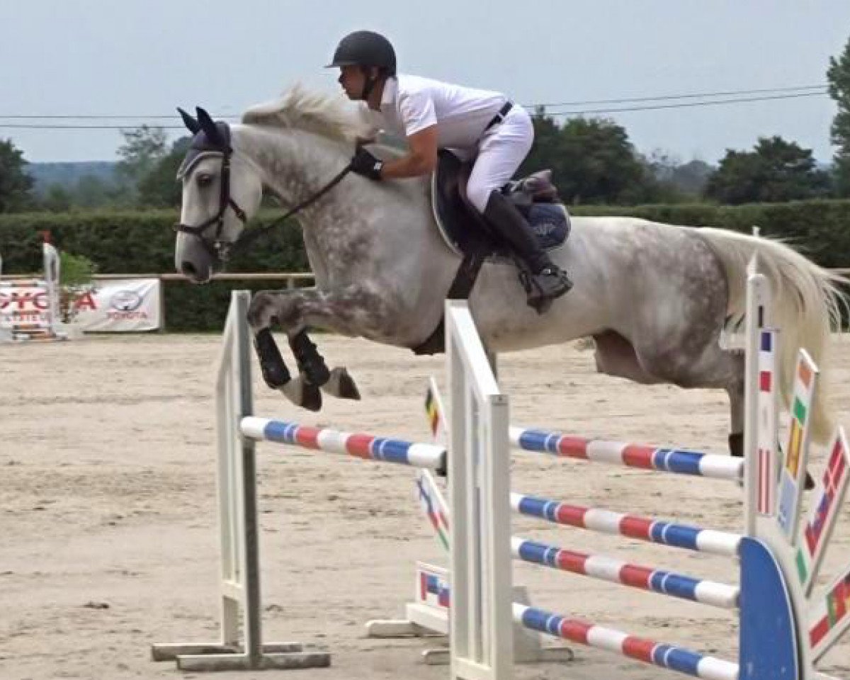 jumper Capelo du Milon (Selle Français, 2012, from Mylord Carthago)