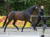 broodmare Ayane (German Sport Horse, 2018, from Asagao xx)