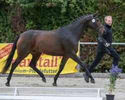 broodmare Ayane (German Sport Horse, 2018, from Asagao xx)