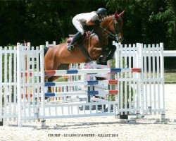 dressage horse Quinola du Milon (KWPN (Royal Dutch Sporthorse), 2004, from Negro)