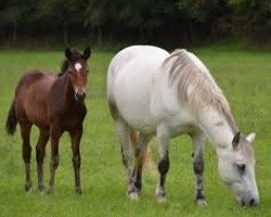 Zuchtstute Opaline de Loye (Connemara-Pony, 2002, von Fricotin)