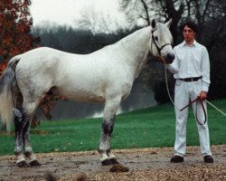 stallion Simoun de Ravary (Connemara Pony, 1984, from Robber Boy)