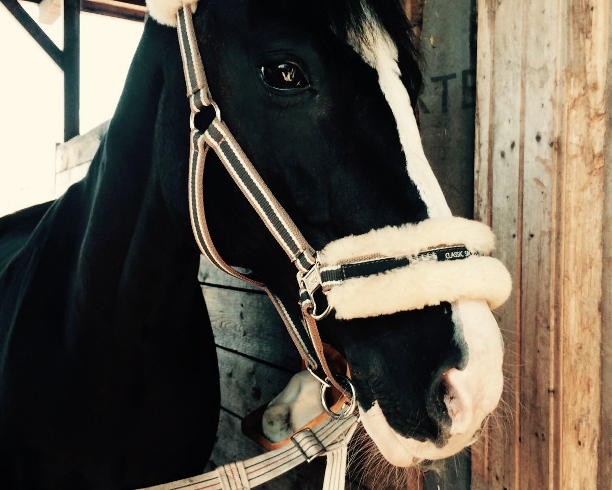 Dressurpferd Barnabas 29 (Deutsches Reitpony, 2000, von Bocksbühl Blackness)