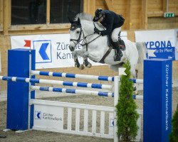 jumper Quidam de Luxe M (Hanoverian, 2007, from Quite Capitol)